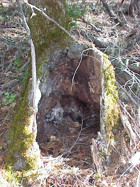 hollow log