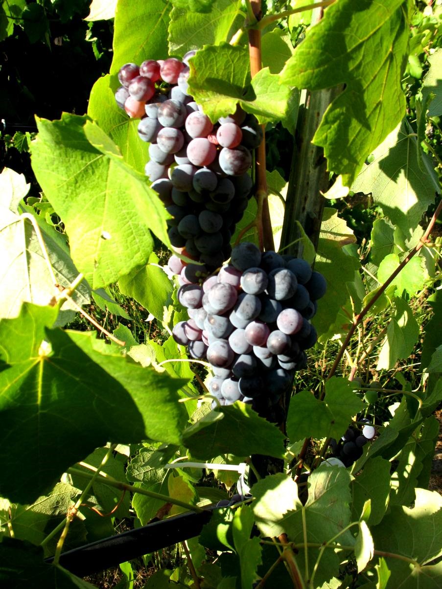 grapes 2011
