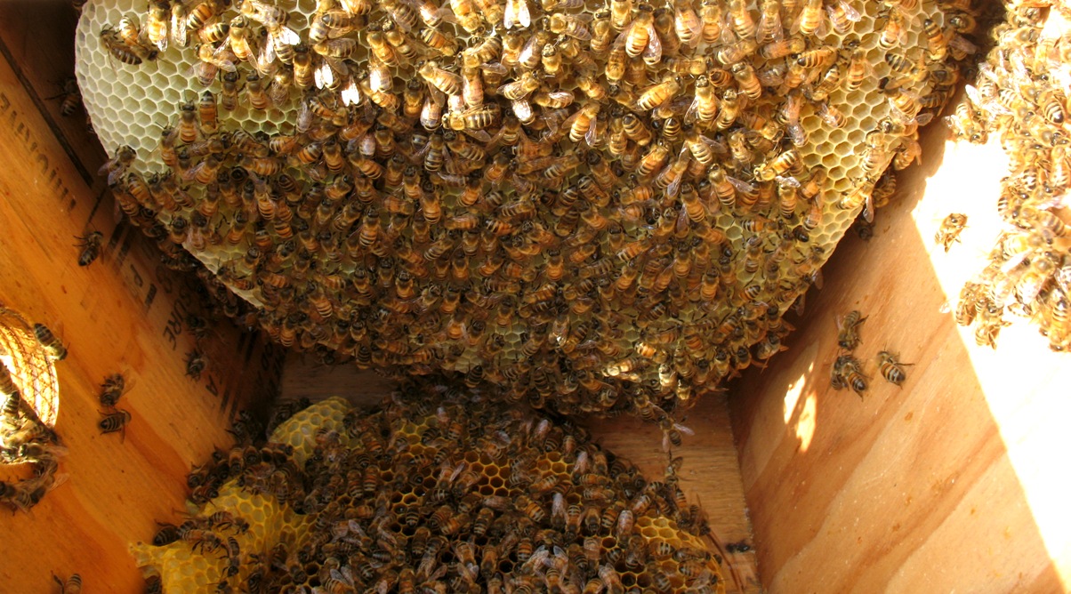 top bar bees