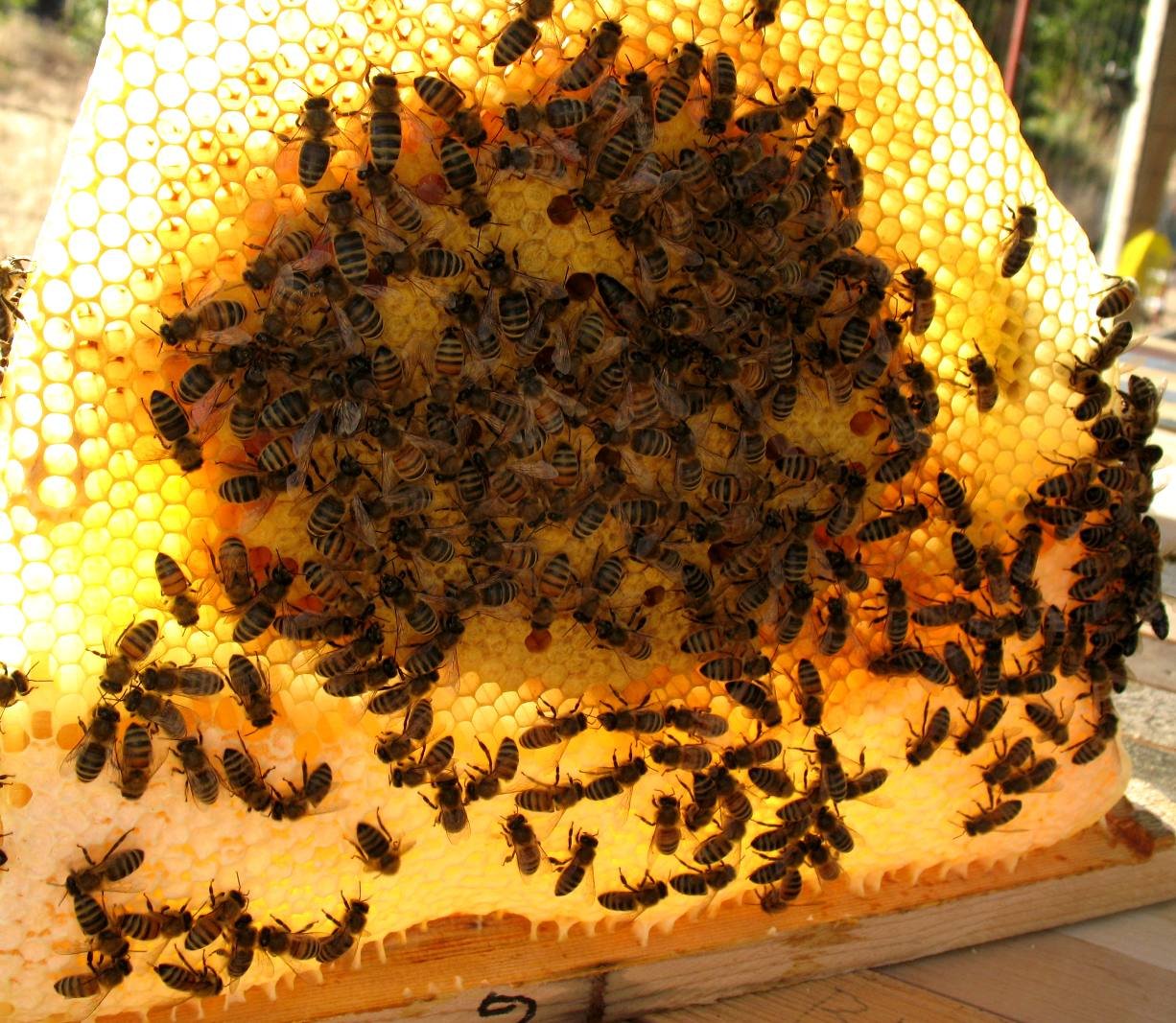 Brood with queen