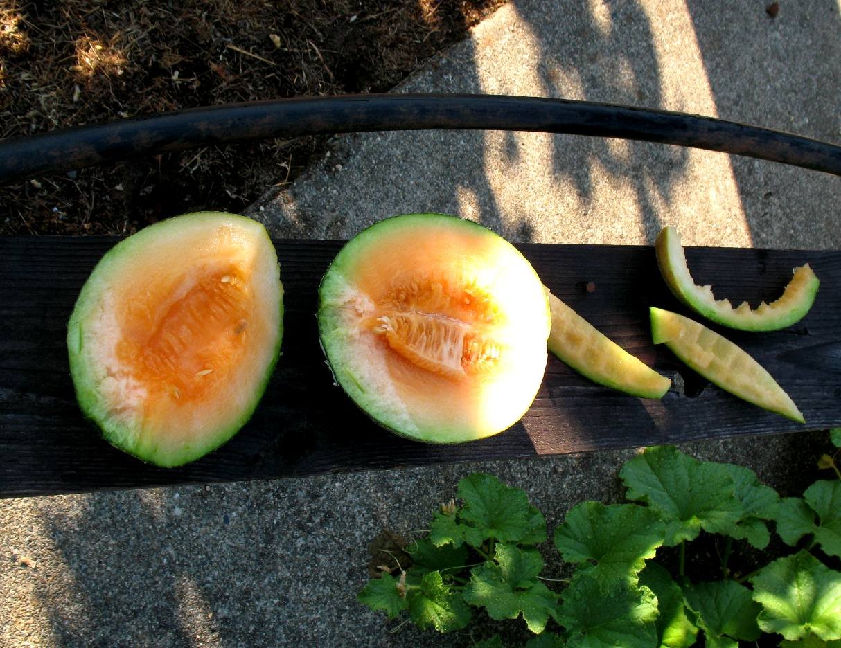 Cantalope