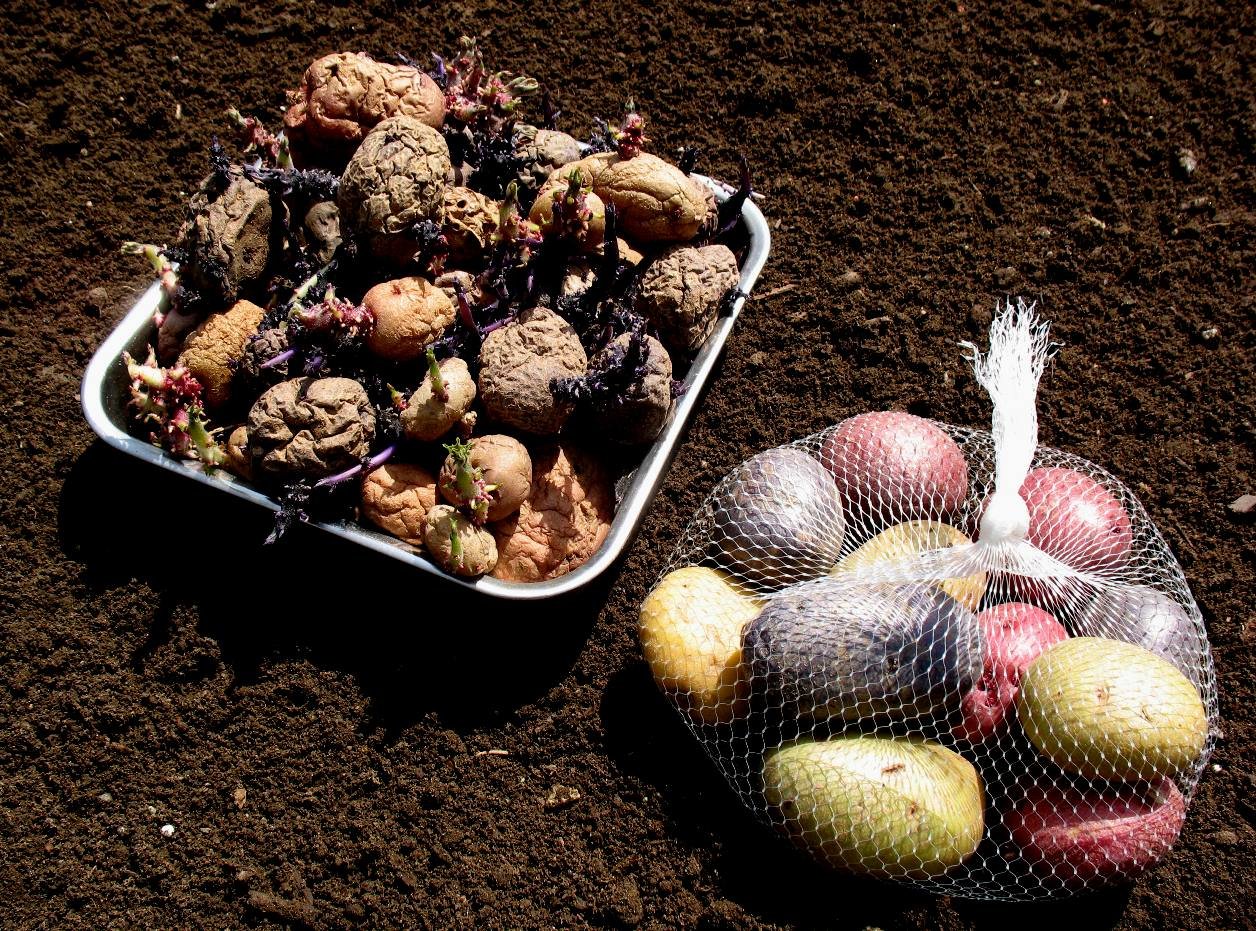 Planting