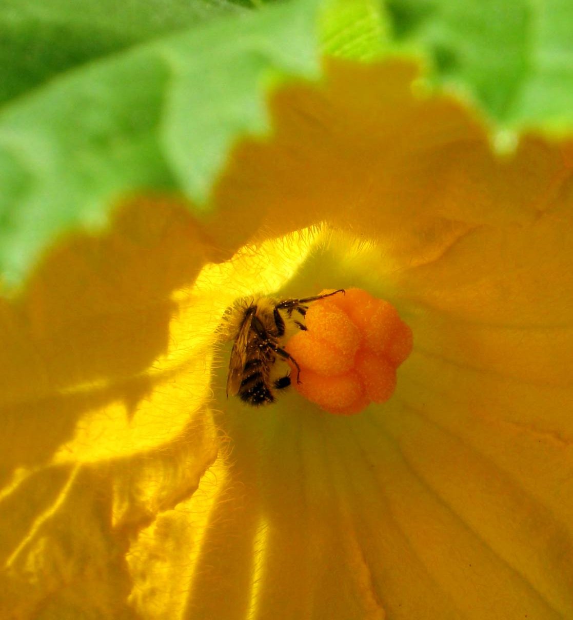 Bee