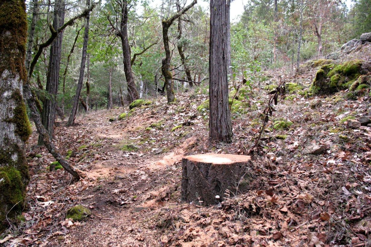 stump