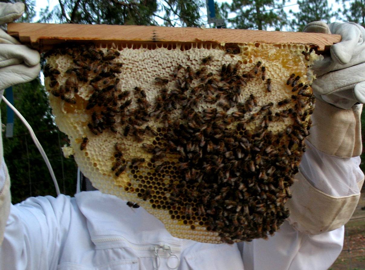 bees