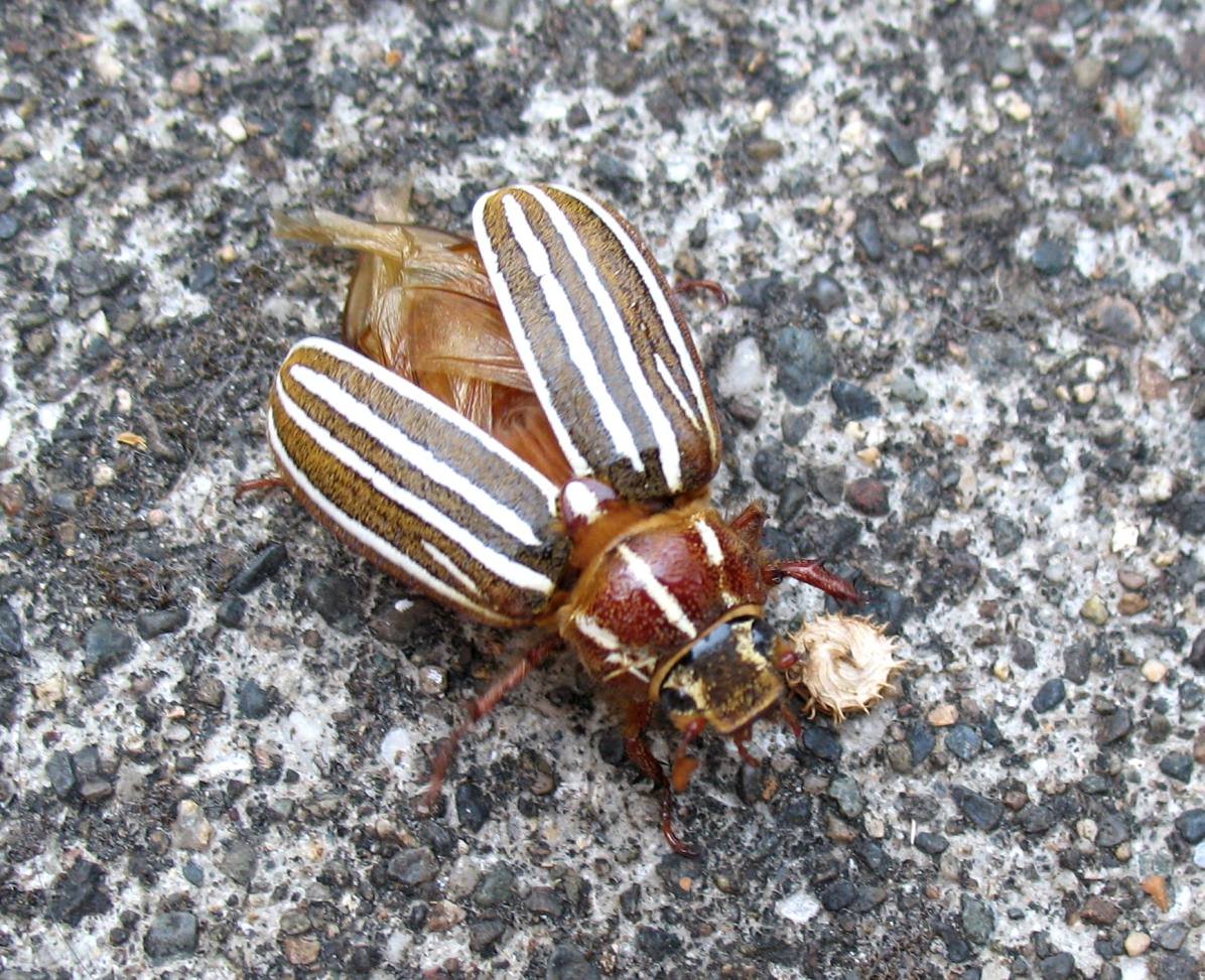 beetle