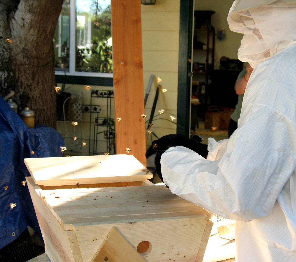 bees