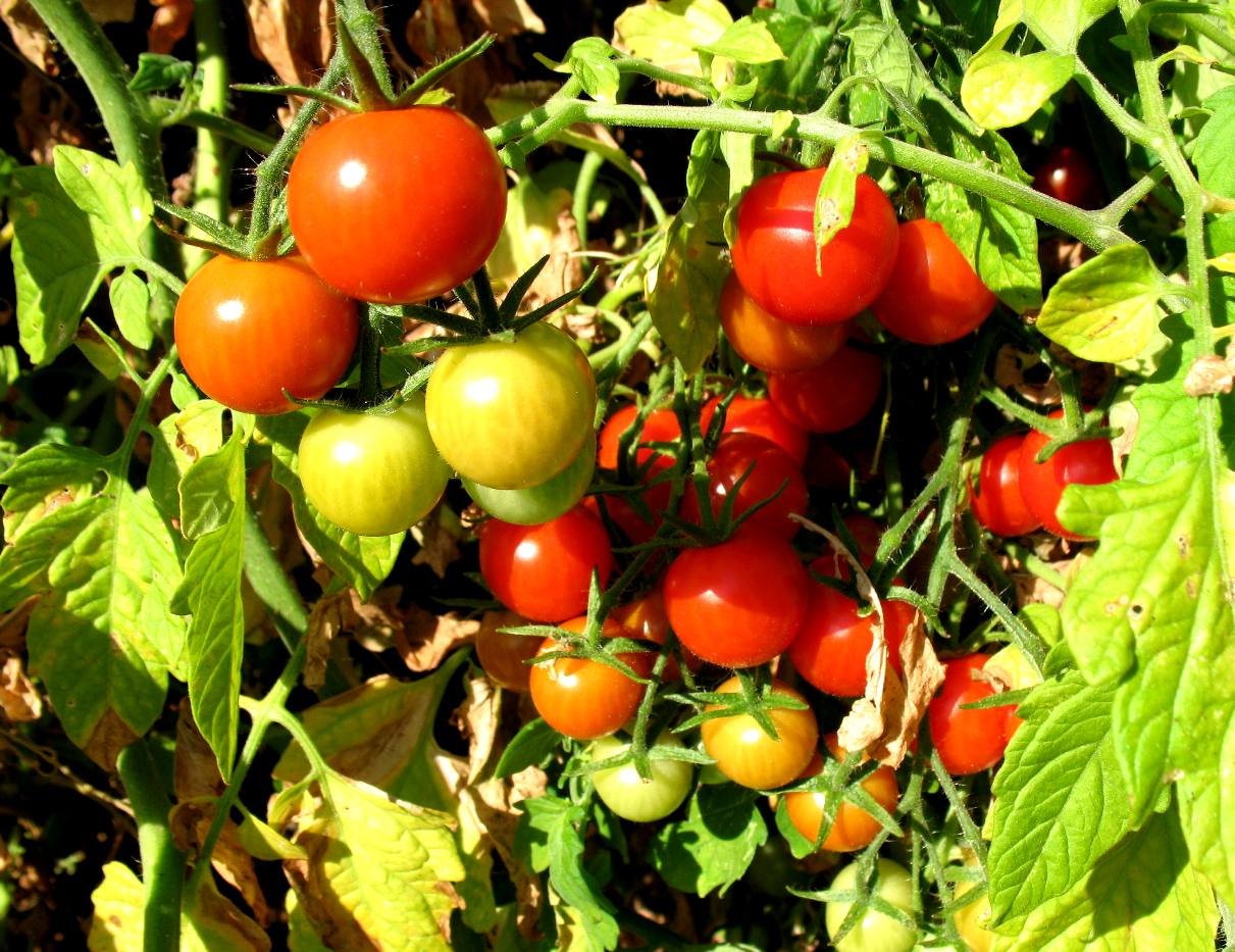 Cherry Tomato