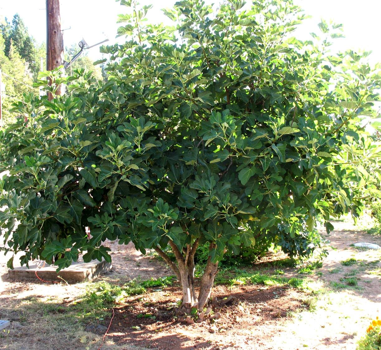 figtree