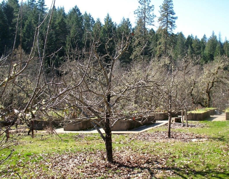 trees