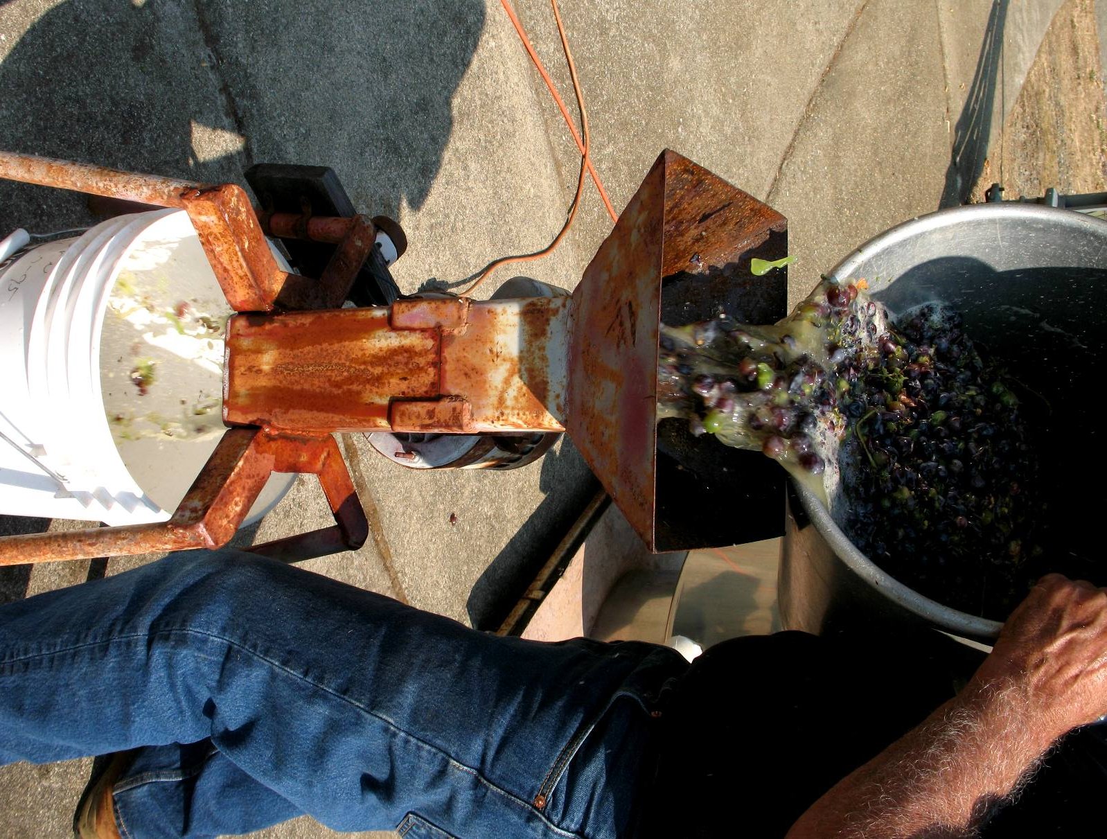 grapes