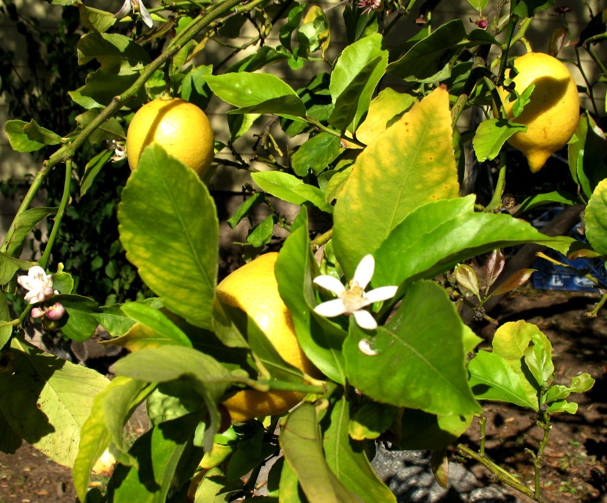lemon