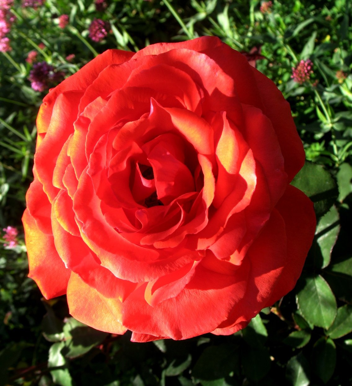 rose