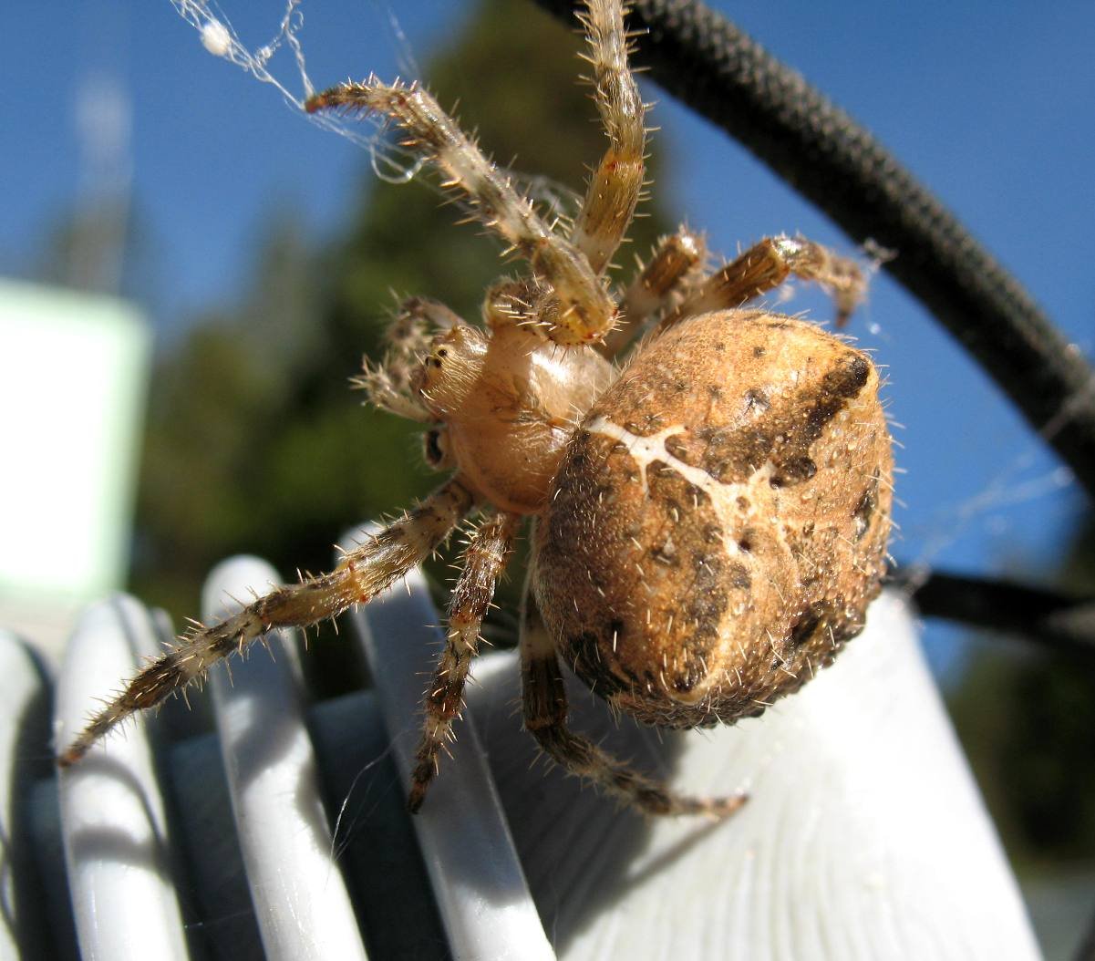 spider