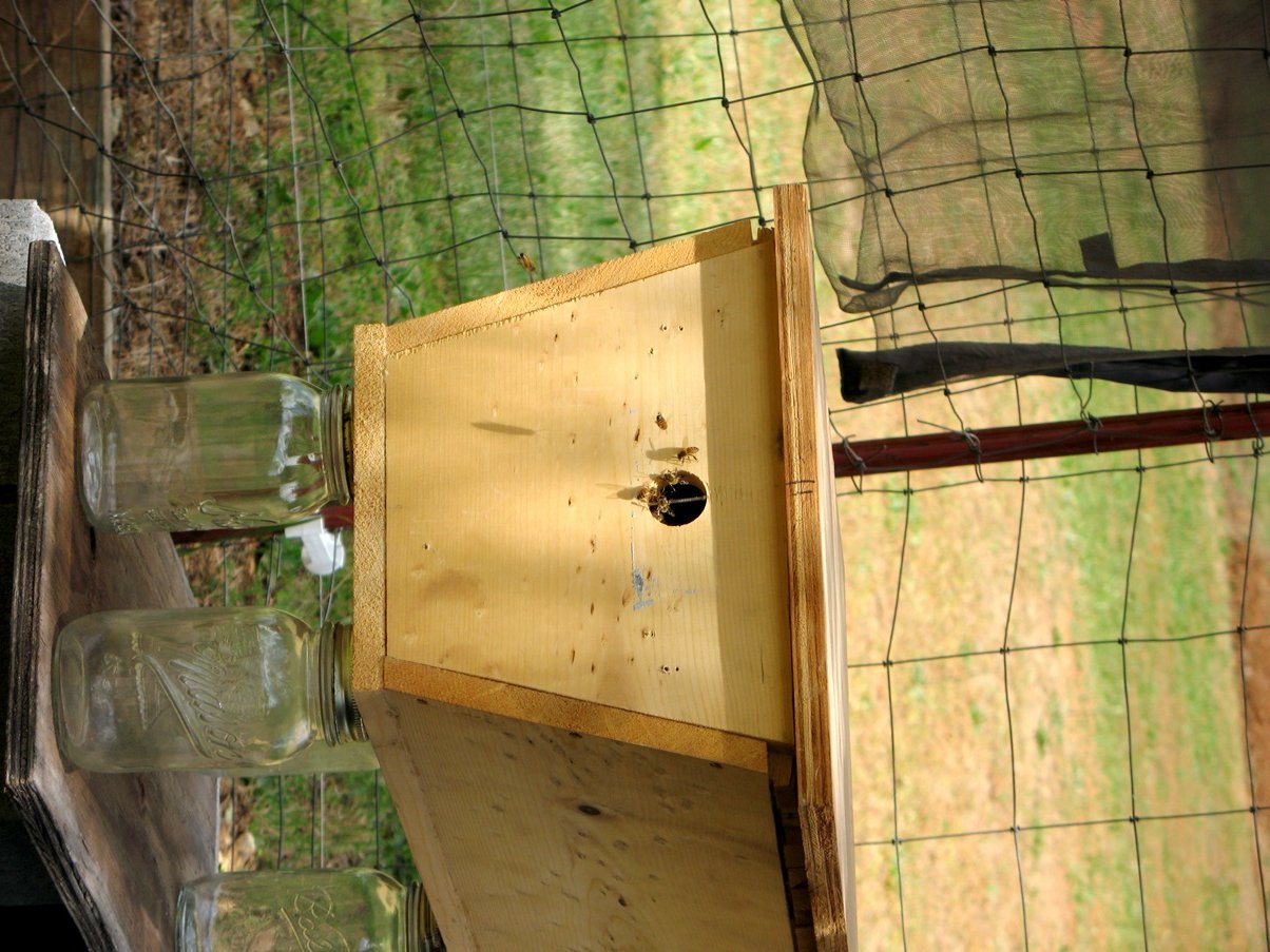 Bee swarm 2012