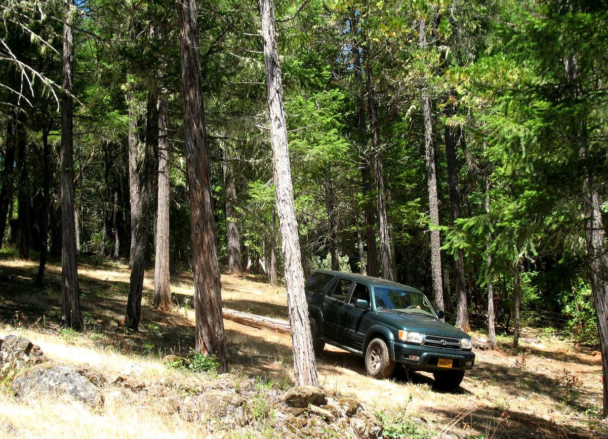 trees